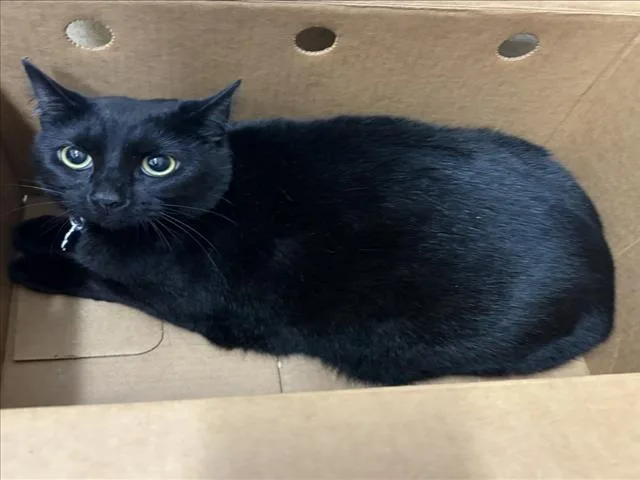 An adult small-sized male Domestic Short Hair cat named Bloom for adoption in Derwood, MD