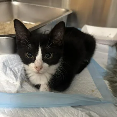 A baby small-sized male Black Domestic Short Hair cat named Robby for adoption in Clearwater, FL