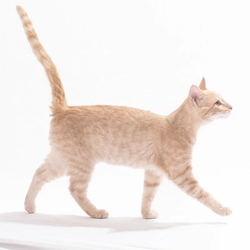 A young medium-sized male Tabby (Buff / Tan / Fawn) Tabby cat named Clove Bitty for adoption in Georgetown, KY