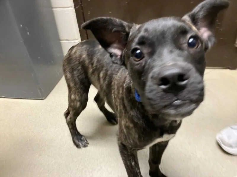 A baby small-sized male Pit Bull Terrier dog named Sugar Bear for adoption in Chapel Hill, NC