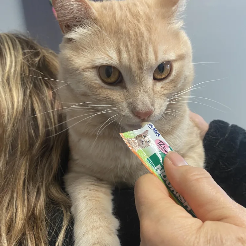 A young medium-sized male Domestic Short Hair cat named Calvin for adoption in Clifton, NJ