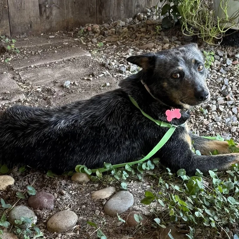 An adult medium-sized female Australian Cattle Dog / Blue Heeler dog named Shirley for adoption in Oceanside, CA