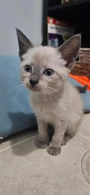 A baby small-sized female Domestic Short Hair cat named Gelato for adoption in Fort Walton Beach, FL