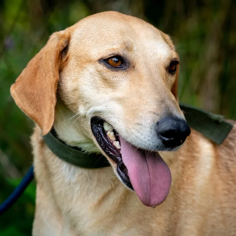 A young medium-sized female Apricot / Beige Labrador Retriever dog named Mona for adoption in Morristown, NJ