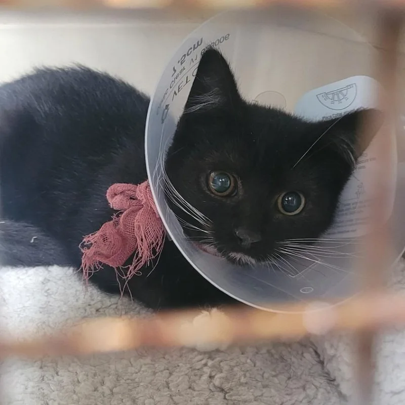 A baby small-sized male Black Domestic Short Hair cat named Dex for adoption in Coos Bay, OR