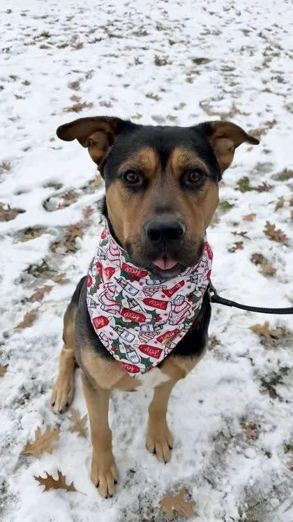 Schwartz thumbnail 2