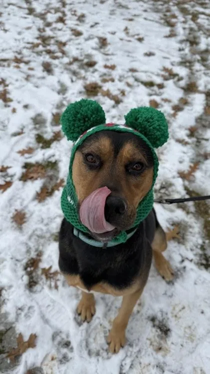 Schwartz thumbnail 3