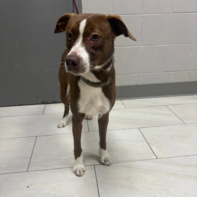 A young medium-sized male Brown / Chocolate Mixed Breed dog named Scout for adoption in Lufkin, TX