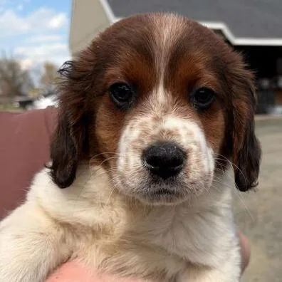 A baby small-sized male Brown / Chocolate Cavalier King Charles Spaniel dog named Roll for adoption in Marshall, VA