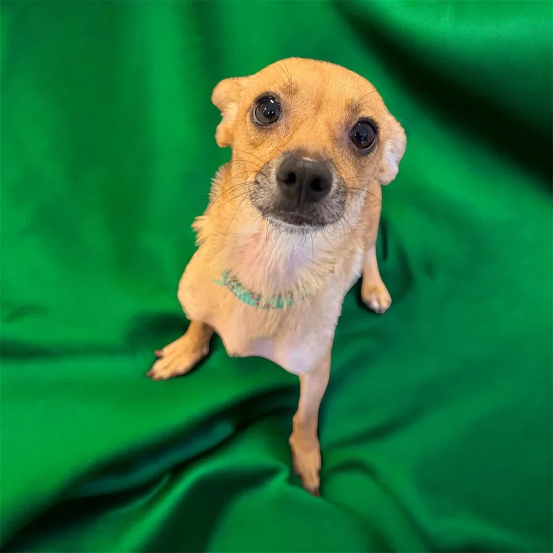 A young small-sized female Golden Chihuahua dog named Honey for adoption in Lebanon, TN