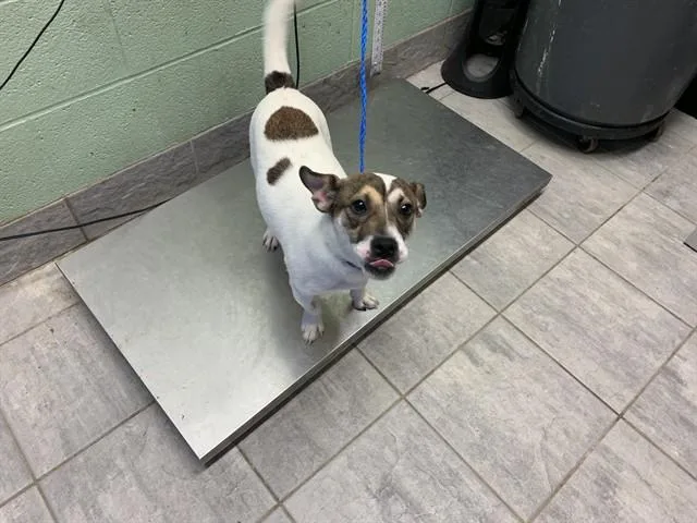 A young medium-sized male Parson Russell Terrier dog named Ham Sandwich for adoption in Grand Prairie, TX