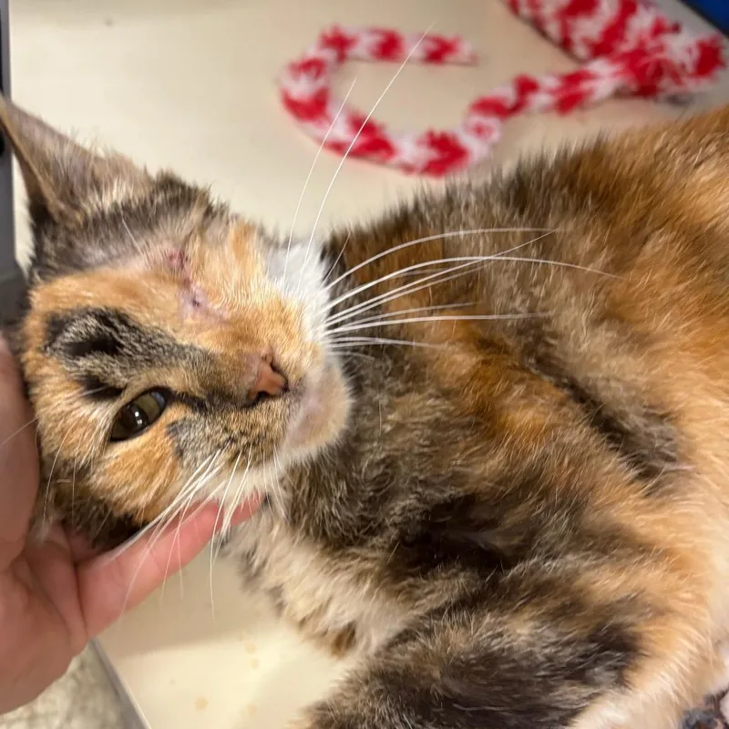An adult medium-sized female Domestic Medium Hair cat named Anna for adoption in Medford, OR