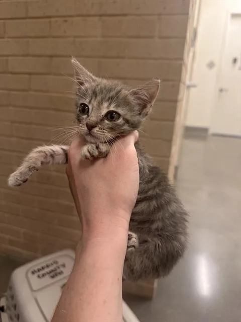 A baby medium-sized female Domestic Short Hair cat named Sandy for adoption in Houston, TX