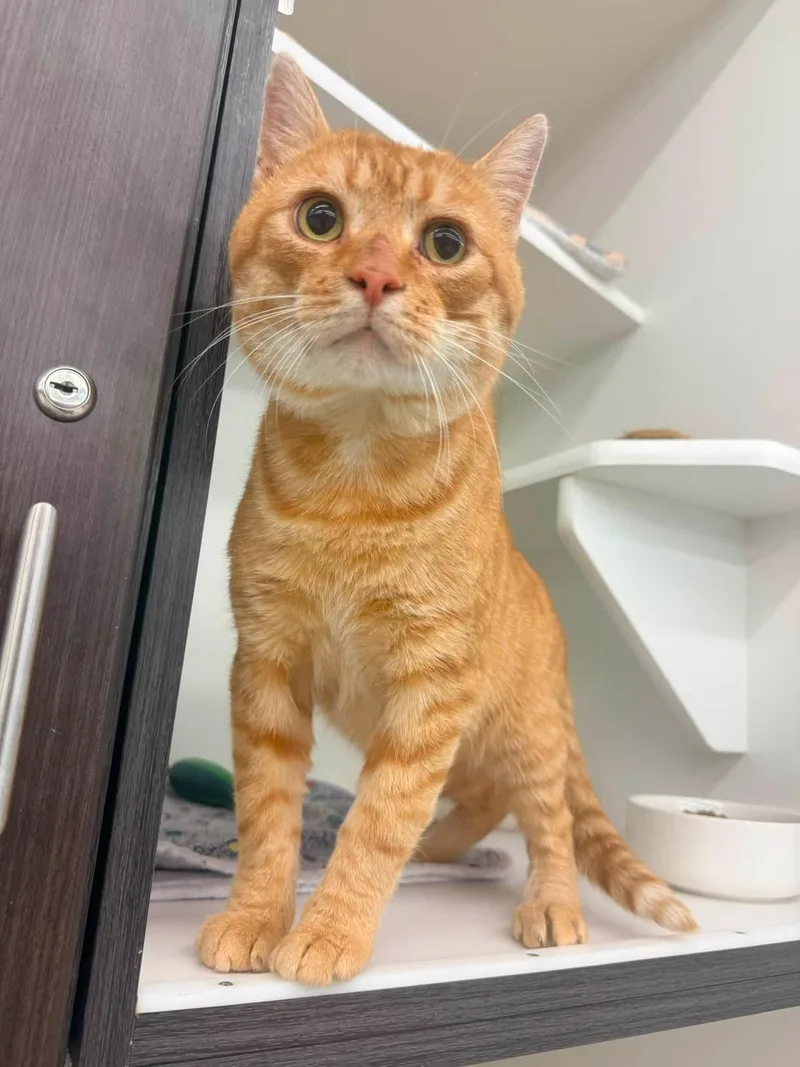 An adult medium-sized male Tabby (Orange / Red) Domestic Short Hair cat named Frankie Bones for adoption in Cleveland, OH