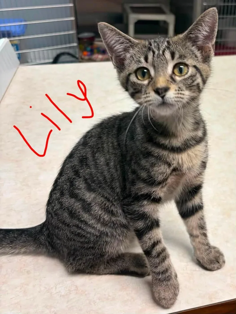 Lily