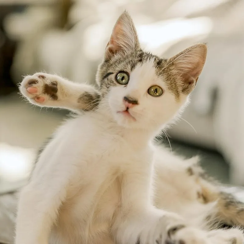 Maisy thumbnail 3