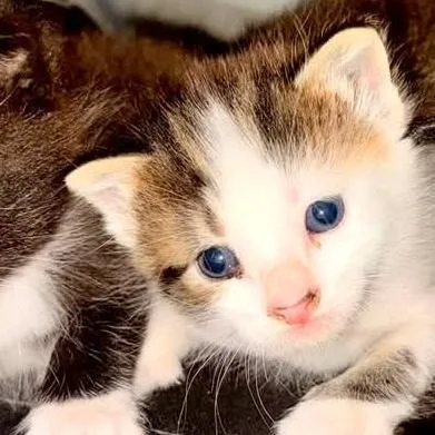 Maisy thumbnail 4