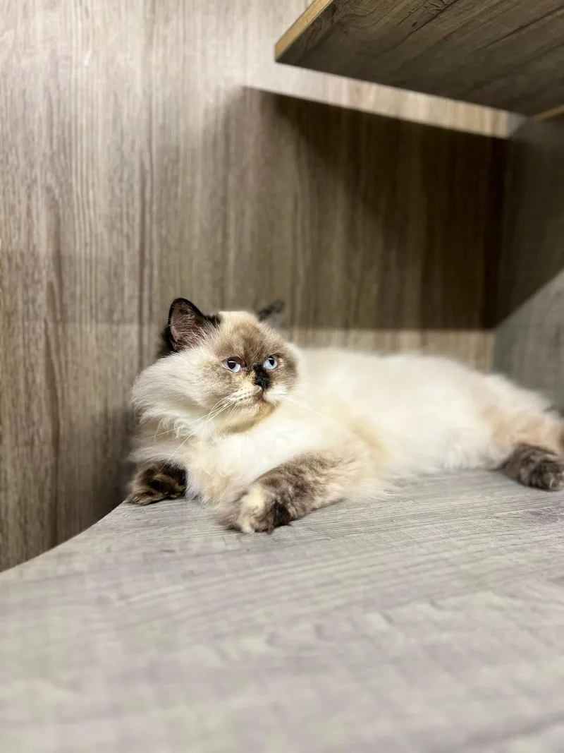 A young medium-sized female Seal Point Persian cat named Luna the Gorgeous for adoption in Somerset, NJ