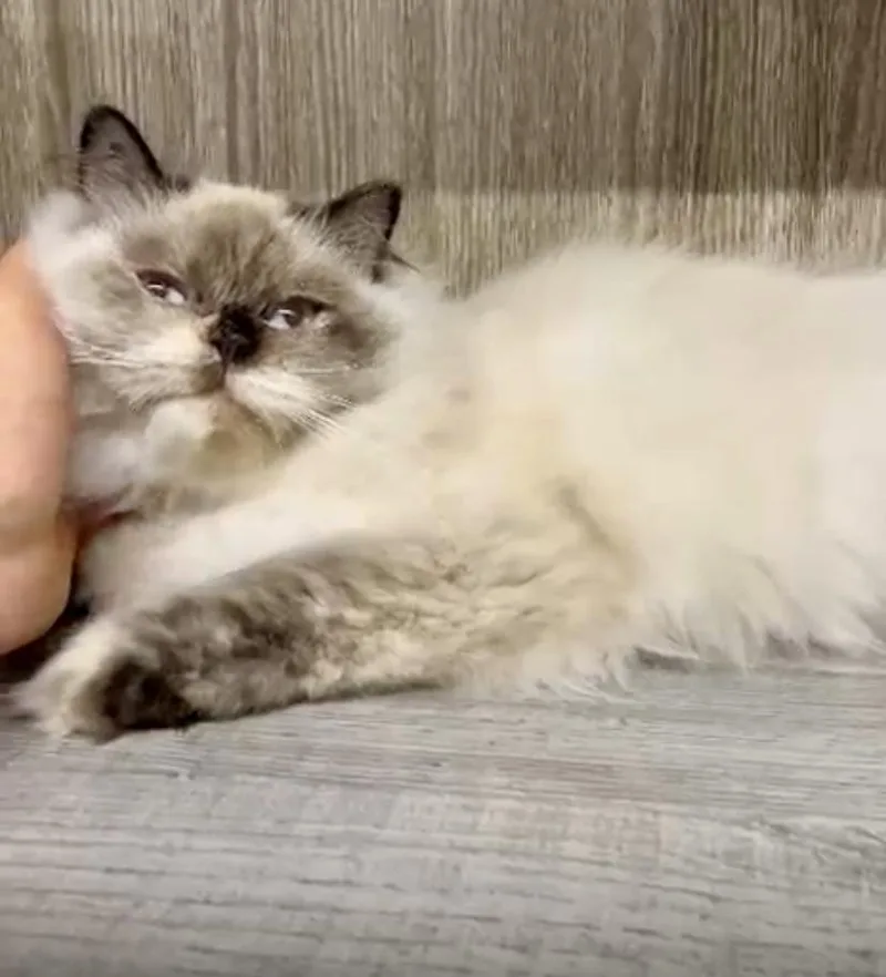 Luna  the Gorgeous thumbnail 2