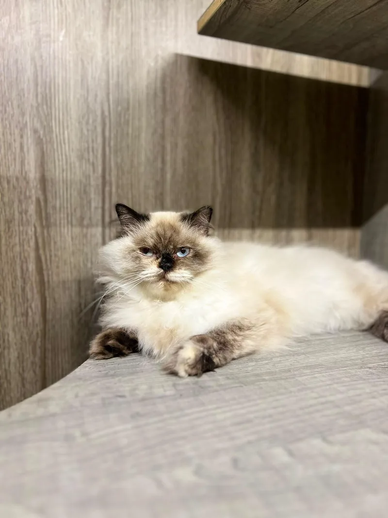 Luna  the Gorgeous thumbnail 3