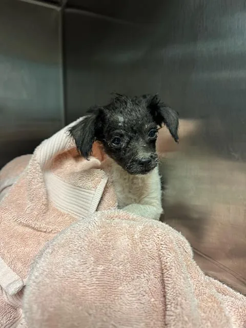A young small-sized male Terrier dog named Lil Z for adoption in Riverside, CA