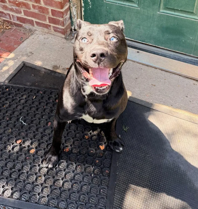 An adult large-sized male Husky dog named Rex for adoption in Lovingston, VA