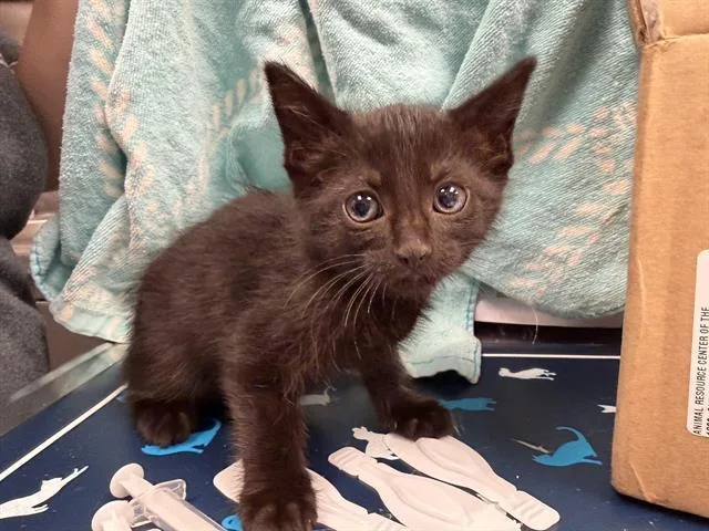 A baby small-sized female Domestic Short Hair cat named Miley Brown Collar for adoption in Ontario, CA