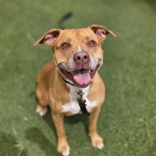 An adult medium-sized female Pit Bull Terrier dog named Bella for adoption in Las Vegas, NV