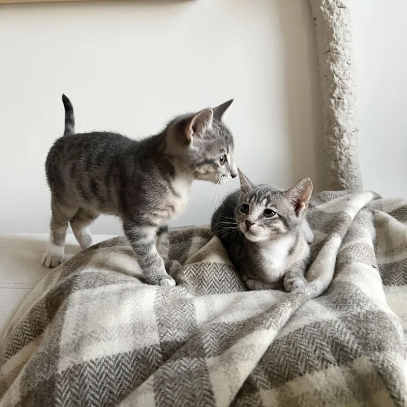 A baby medium-sized male Tabby (Gray / Blue / Silver) Domestic Short Hair cat named Paper Plane + Crane for adoption in BROOKLYN, NY