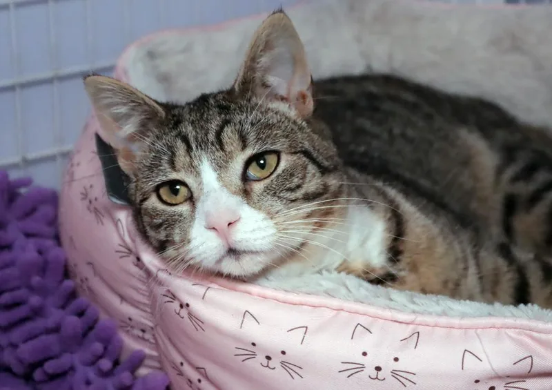 A young medium-sized female Black & White / Tuxedo Domestic Short Hair cat named Pineapple Upside Down Cake for adoption in Vancouver, WA