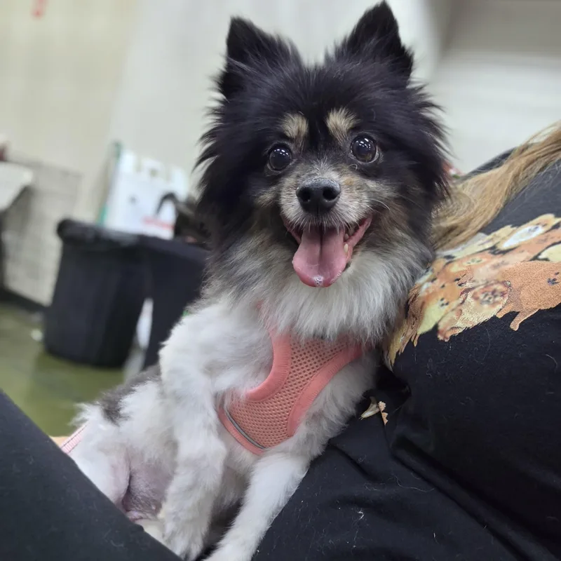 An adult small-sized female Pomeranian dog named Jasmine for adoption in Clovis, CA