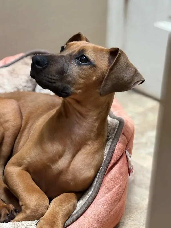 A baby large-sized female Red / Chestnut / Orange Rhodesian Ridgeback dog named Duchess Homefry Of Snackshire for adoption in Van Nuys, CA