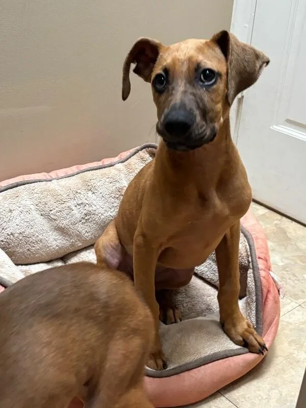 Duchess Homefry Of Snackshire thumbnail 2