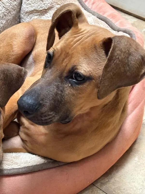 Duchess Homefry Of Snackshire thumbnail 3