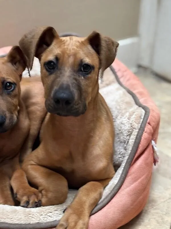 Duchess Homefry Of Snackshire thumbnail 4