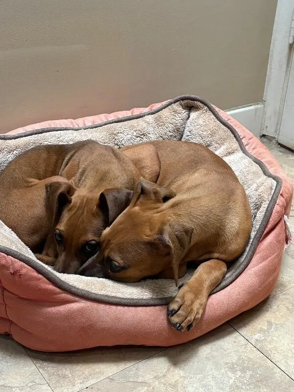 Duchess Homefry Of Snackshire thumbnail 5