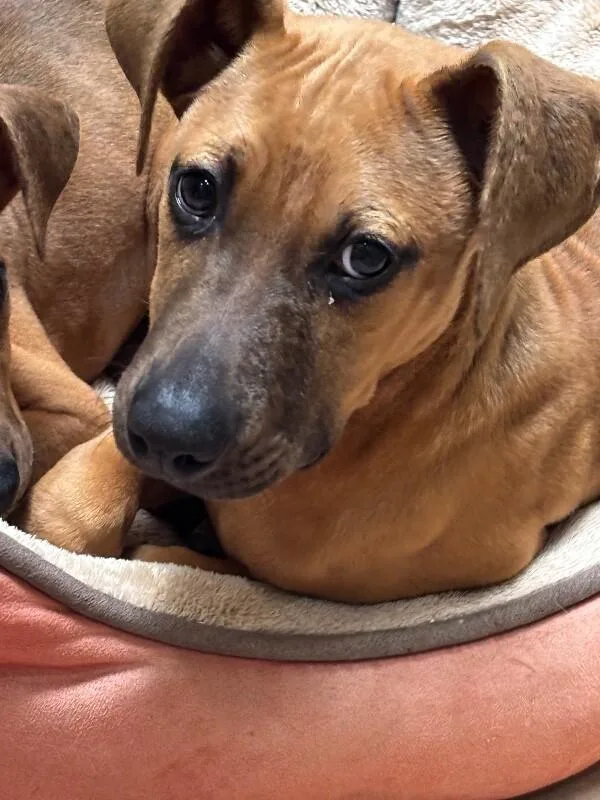 Duchess Homefry Of Snackshire thumbnail 6