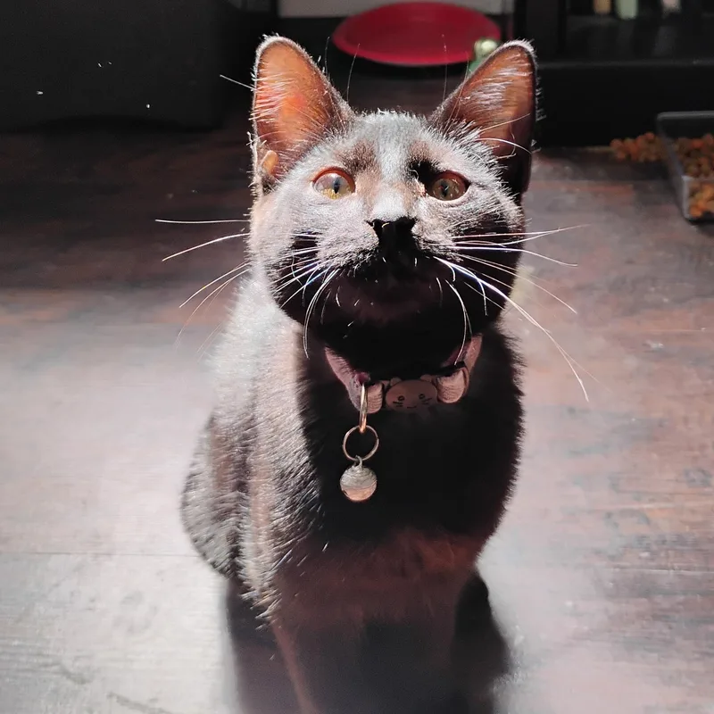 A young medium-sized female American Shorthair cat named Pru for adoption in Waveland, IN