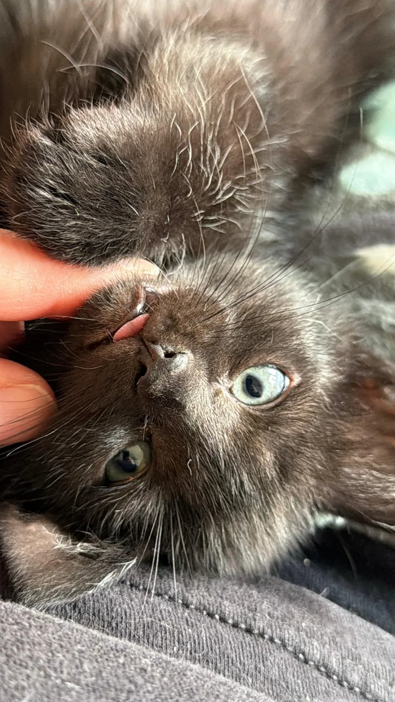 A baby small-sized male Black Domestic Short Hair cat named Lucian for adoption in Indianapolis, IN