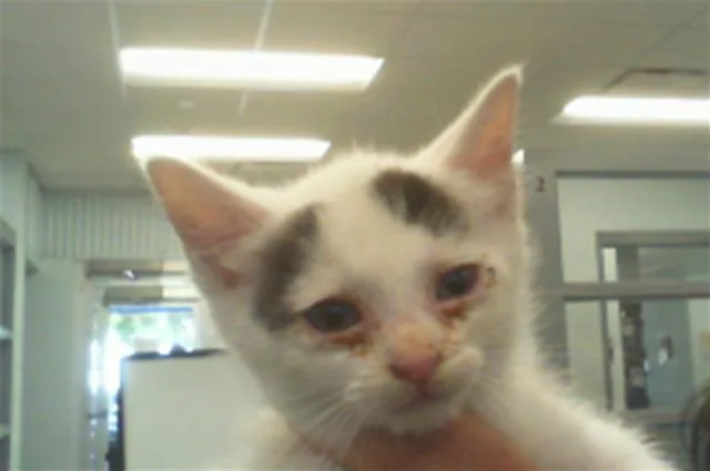 A baby small-sized male Domestic Short Hair cat named Eyebrows for adoption in Charlotte, NC
