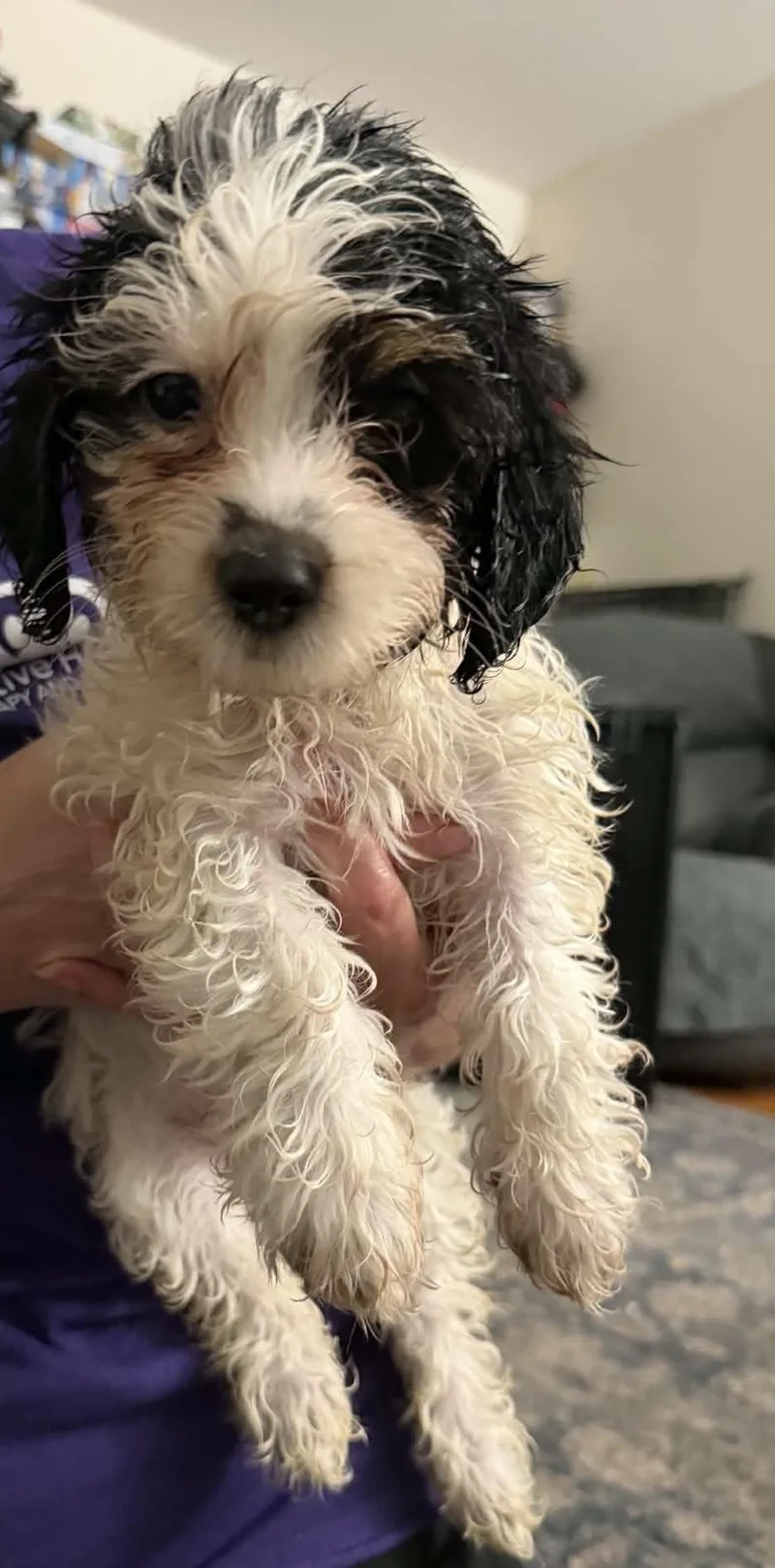 A baby small-sized female Morkie dog named Lucille  Ethel and for adoption in Kenhorst, PA