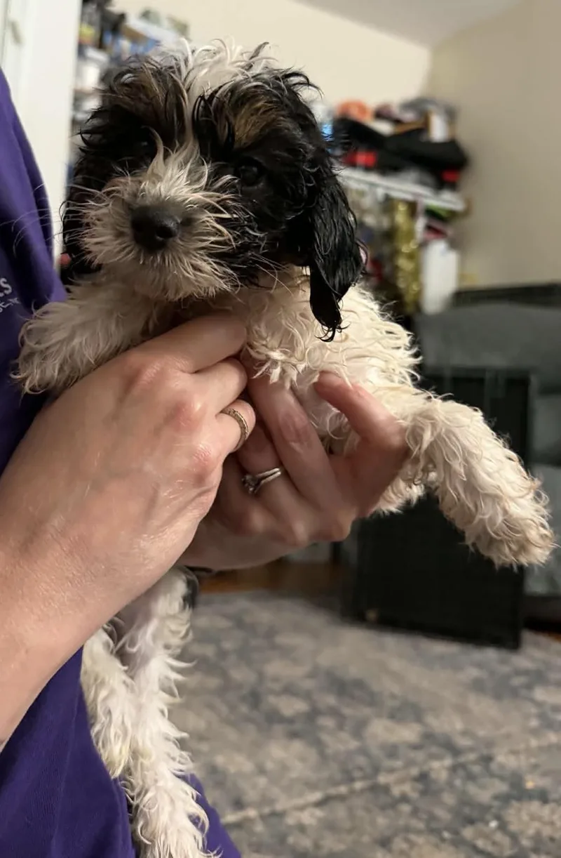 Lucille  Ethel and thumbnail 2