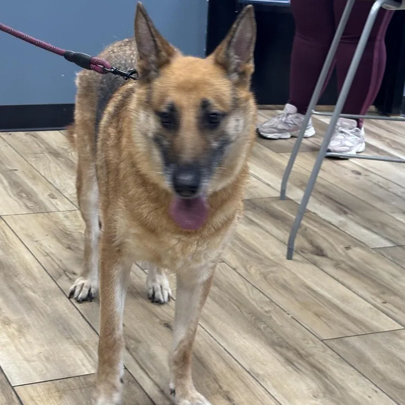A senior large-sized female Brown / Chocolate German Shepherd Dog dog named Marvelous for adoption in Newark, NJ