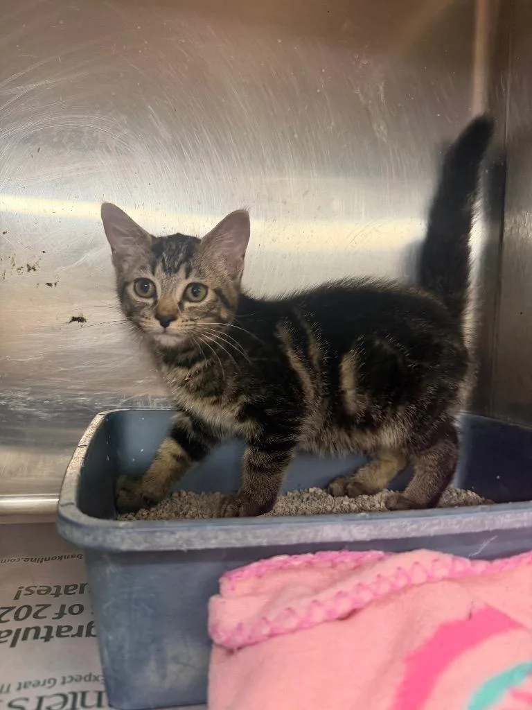 A baby small-sized female Domestic Short Hair cat named Daisy Duck for adoption in Hopkinsville, KY