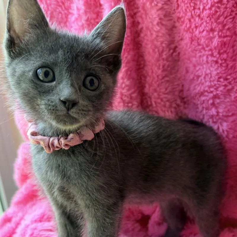 A baby small-sized female Gray / Blue / Silver Domestic Short Hair cat named Bindi for adoption in Santa Fe, TX