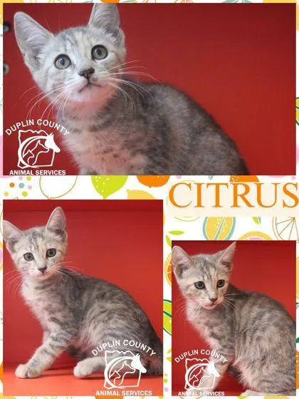 A baby small-sized female Domestic Short Hair cat named Citrus for adoption in Kenansville, NC