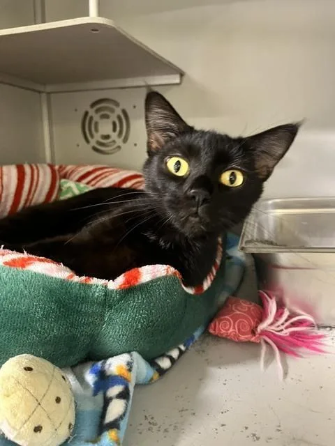 An adult medium-sized female Black Domestic Short Hair cat named Dahlia for adoption in Anoka, MN