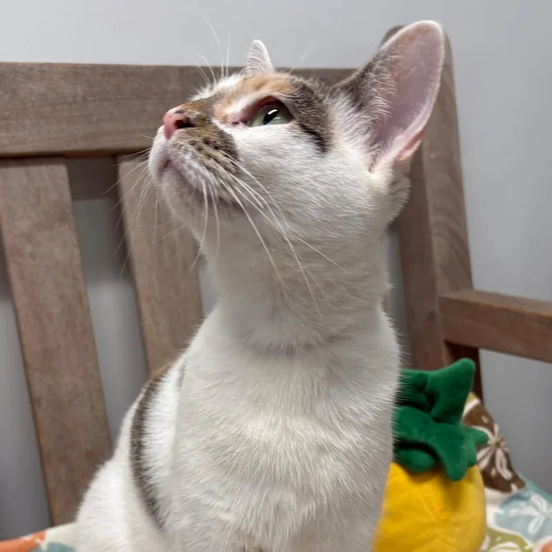 A young medium-sized female Calico Domestic Short Hair cat named Mai Tai for adoption in East Hampton, NY