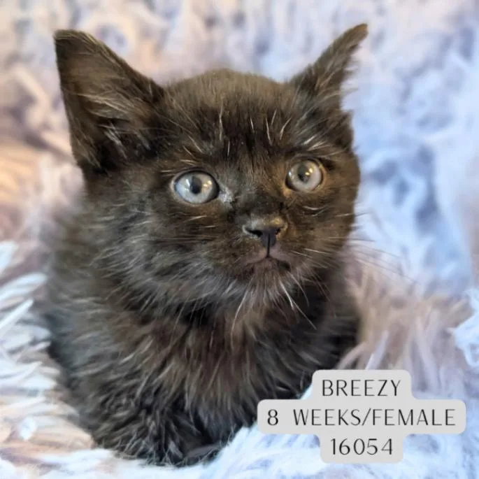 A young medium-sized female Black Domestic Short Hair cat named Breezy for adoption in Supply, NC