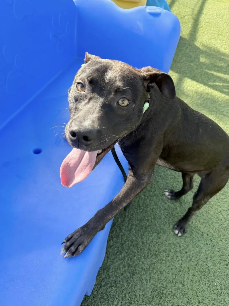 A baby medium-sized male Black Pit Bull Terrier dog named Lewis for adoption in Cleveland, OH